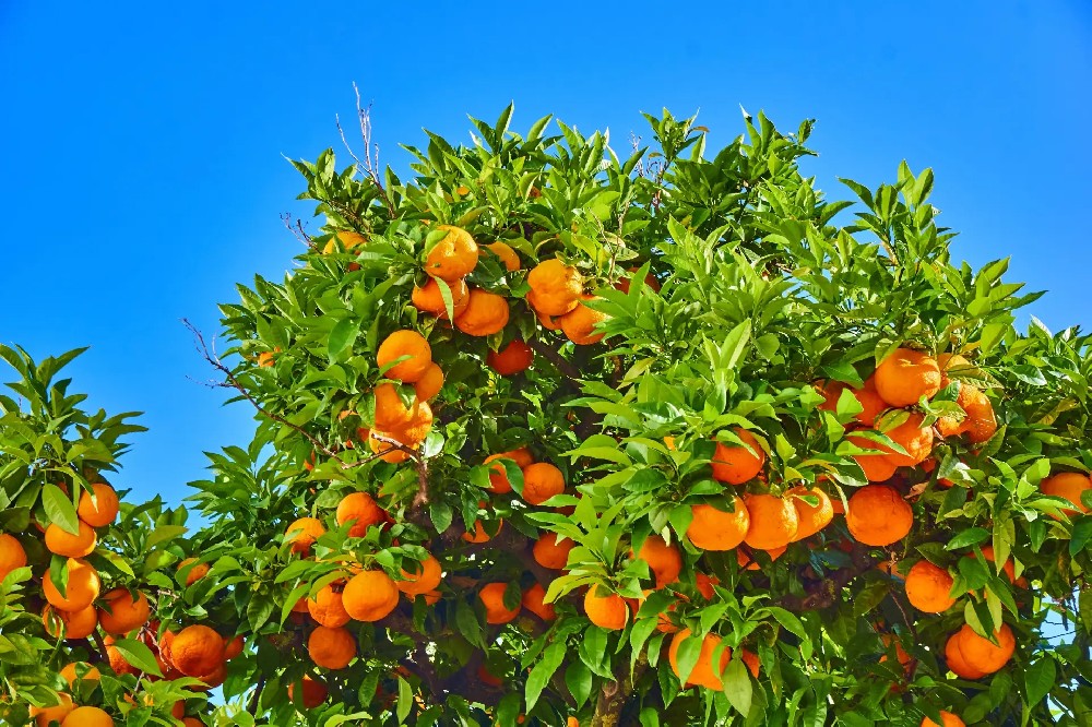 從雞糞到果渣，教你打造高效果園自用肥方案