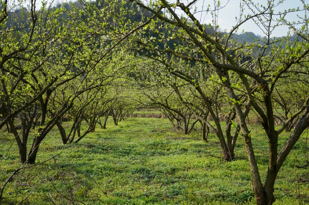 果樹施有機(jī)肥的正確方法